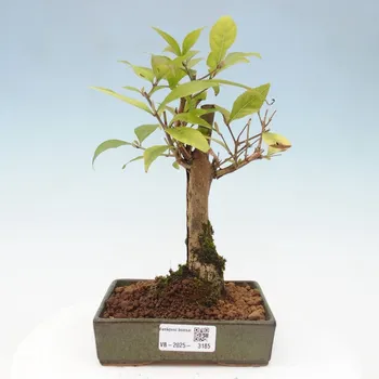 Venkovní bonsai - krásnoplodka - Callicarpa japonica 163365
