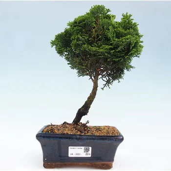 Sazenice Venkovní bonsai - Cham.pis obtusa Nana Gracilis - Cypřišek 162324