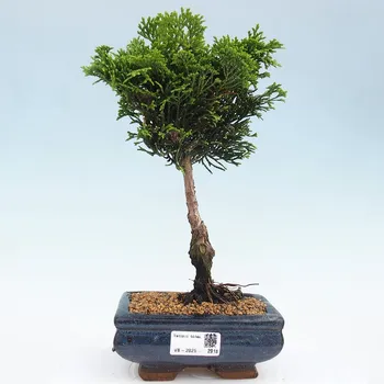 Sazenice Venkovní bonsai - Cham.pis obtusa Nana Gracilis - Cypřišek 162323