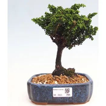 Sazenice Venkovní bonsai - Cham. obtusa SEKKA HINOKI - Cypřišek 161479