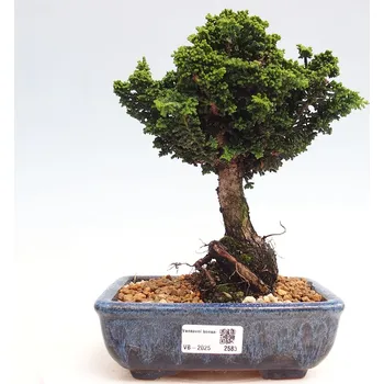 Sazenice Venkovní bonsai - Cham. obtusa SEKKA HINOKI - Cypřišek 161477