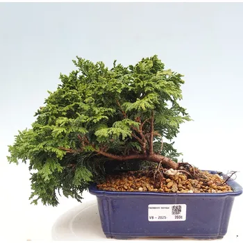 Sazenice Venkovní bonsai - Cham.pis Parslori - Cypřišek 161503