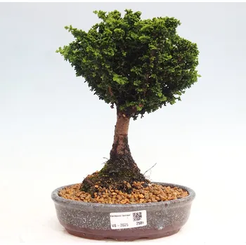 Sazenice Venkovní bonsai - Cham. obtusa SEKKA HINOKI - Cypřišek 161485