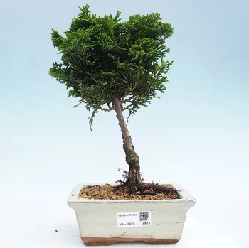 Sazenice Venkovní bonsai - Cham.pis obtusa Nana Gracilis - Cypřišek 162335