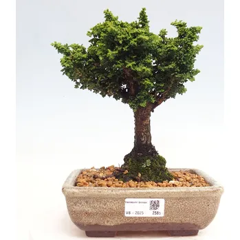Sazenice Venkovní bonsai - Cham. obtusa SEKKA HINOKI - Cypřišek 161482