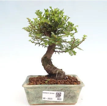 e-bonsai Venkovní bonsai - Ulmus parvifolia Hokkaido - jilm Čínský 161524