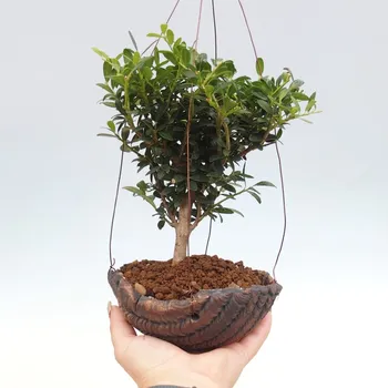 e-bonsai Kokedama v keramice - Ilex crenata - Cesmína 162063