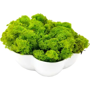 Mechdekor Norský Sobí Mech - jarní zelená Váha: 250g