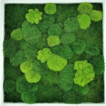 Obraz Mechdekor Mechový Obraz 56x56cm mix mechu tenký bílý dřevěný rám