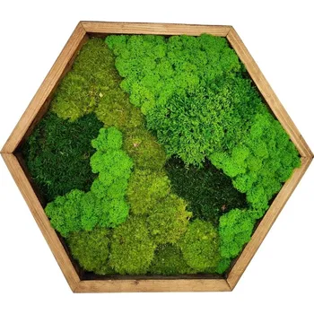 Obraz Mechdekor Mechový hexagon dub 40cm mix mechů