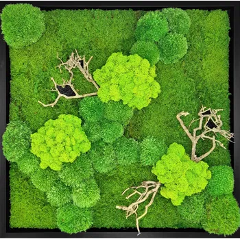 Obraz Mechdekor Mechový obraz mix různých mechů s dřevinami - 56x56cm dřevěný tenký černý rám