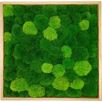 Obraz Mechdekor Mechový obraz 56x56cm Mix kopečkových mechu DUO v dřevěném dubovém úzkém rámu