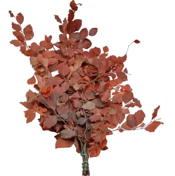 umělá květina Stabilizovaná rostlina Beech - červená (Buk)