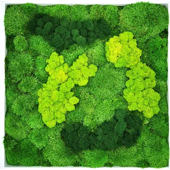 Obraz Mechdekor Mechový Obraz 56x56cm mix mechu tenký bílý rám