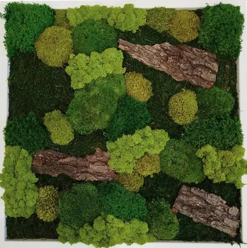 Obraz Mechdekor Mechový obraz 56x56 cm mix různých mechů s kůrou, kovový bílý rám