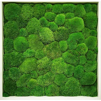 Obraz Mechdekor Mechový Obraz 56x56cm Kopečkový mech světlé zelený v dřevěném úzkém rámu bílé barvy