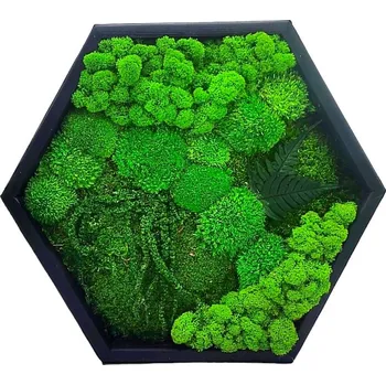 Obraz Mechdekor Mechový hexagon 40cm mix mechů + rostliny