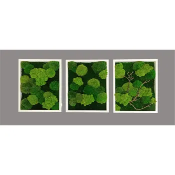 Rám na obraz Mechdekor Set 3 obrazů 40x30cm - bílý dřevěný rám, mix mechů multigreen