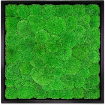 Obraz Mechdekor Mechový obraz 56x56cm Kopečkový mech v dřevěném úzkém rámu černé barvy