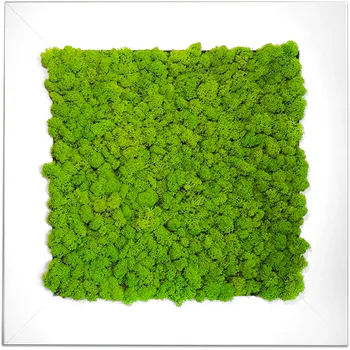 Obraz Mechdekor Mechový obraz 56x56cm Sobí mech v širokém dřevěném rámu (bílý)