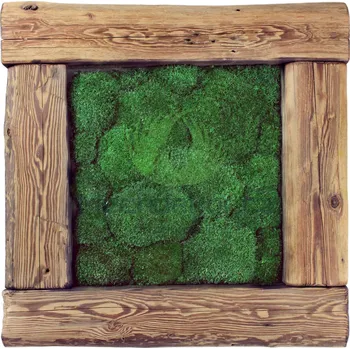 Obraz Mechdekor Mechový obraz z masivu 56x56cm (staré dřevo) – Kopečkový mech světlé zelený