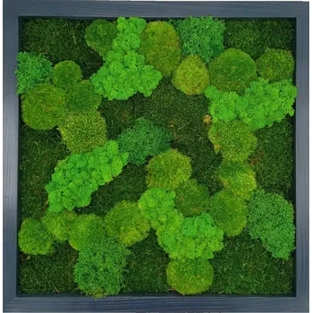 Obraz Mechdekor Mechový obraz 56x56cm mix různých mechů dřevěný antracitový rám
