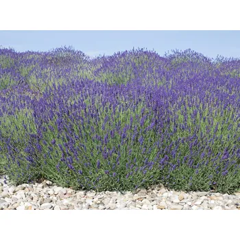 Semeno Levandule úzkolistá 'Munstead' v květináči