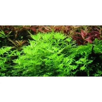 Akvaristika Hottonia palustris (IN-VITRO Ø 7 cm)
