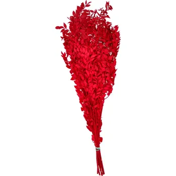 umělá květina Stabilizovaná rostlina - Rucus - červený