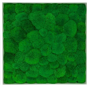 Obraz Mechdekor Mechový obraz 56x56cm Kopečkový mech v dřevěném úzkém rámu bílé barvy