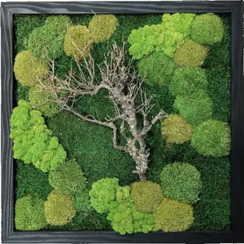 Obraz Mechdekor Mechový obraz 56x56cm mix různých mechů černý dřevěný rám + dřevina