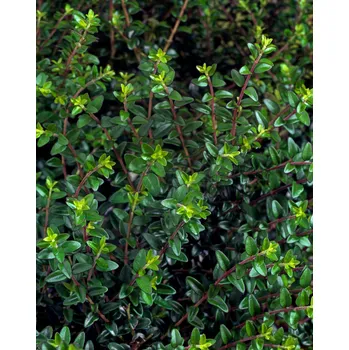 Sazenice Zimolez lesklý v květináči