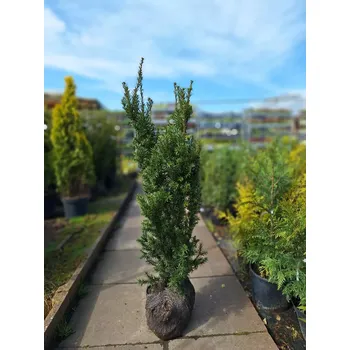 Sazenice Tis prostřední ´Hicksii´ 30-40cm, kontejner