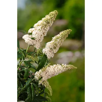 Sazenice Komule Davidova 'White Delight' v květináči