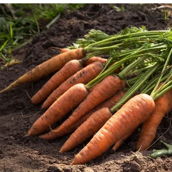 Semeno Semena mrkve Mokum F1 - výsevný pásek - 5 m