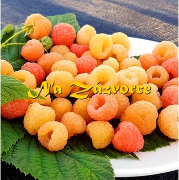 Sazenice Maliník Jantar® stáleplodící (Rubus idaeus ´Jantar®´)