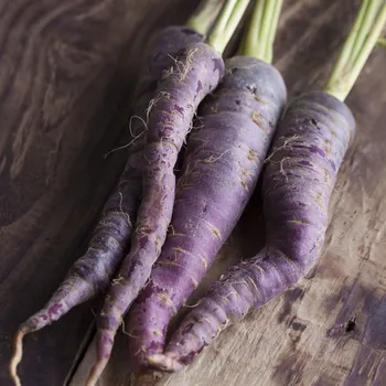 Semeno Semena mrkve Purple Sun F1 - výsevný pásek - 5 m