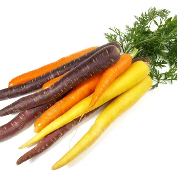 Semeno Semena mrkve Harlequin Mix F1 - výsevný pásek - 5&nbsp;m