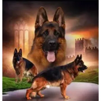 Diamantové malování Norimpex Diamantové malování Smečka německých ovčáků 30 x 40 cm