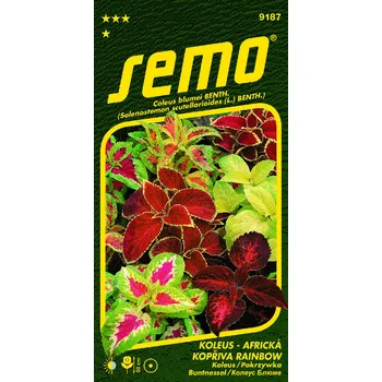 Zahrada Semo Kopřiva africká - Rainbow