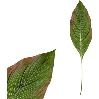 umělá květina Autronic List umělý - difenbachie, barva zelená, cena za 1 ks (svazek 6 ks), sada 36 ks