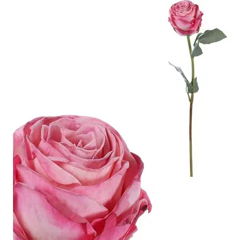 umělá květina Autronic Růže - umělá řezaná květina, barva růžová, sada 12 ks