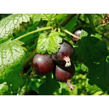 Sazenice Angrešt NĚGUŠ - stromkový, černý