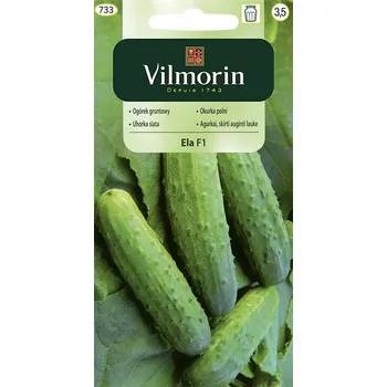 Semeno Okurka polní Ela F1 10/2025
