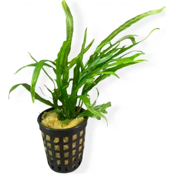 Akvarijní rostlina Rataj Microsorium pteropus Trident