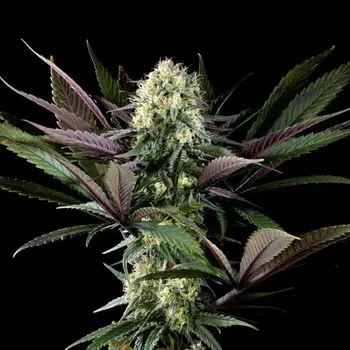 Semeno Kannabia Seeds - Apple Fritter BioBoost 3 ks