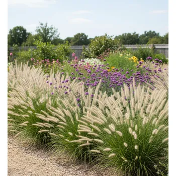 Semeno Dochan psárkovitý 'Hameln' 2l