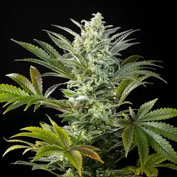 Semeno Kannabia Seeds - Clementine Slush BioBoost 3 ks