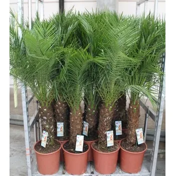 Sazenice Phoenix Roebelenii velký tlustý kmen