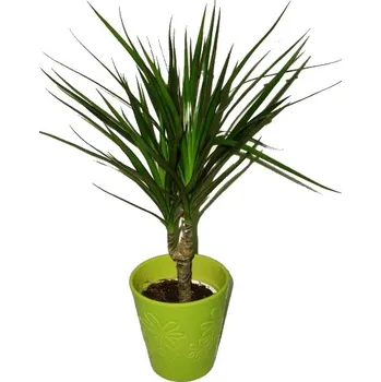 Sazenice Dracaena marginata 1 kmen 50 cm